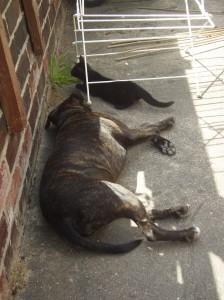 Bess looking on as my sister's kitten/cat prowls around..