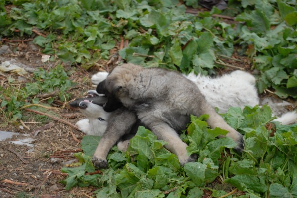 Kosovar Mountain Sheepdog Puppies