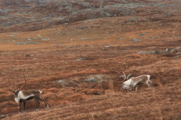 Reindeer, Northern Sweden