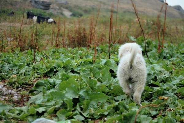 A puppy explores, near Brod, Kosovo