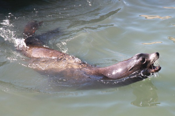 A Seal, San Francisco, USA