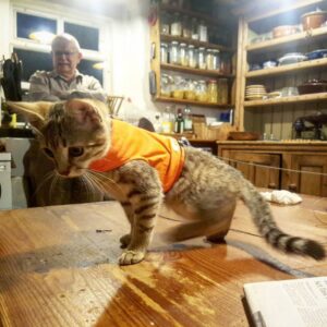 Meeting Jynx the adventure kitten