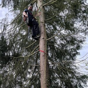 The big tree in our back garden needs climbing